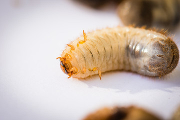 Mole cricket larva closeup. Home garden pest.