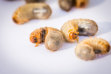 Mole cricket larva closeup. Home garden pest.