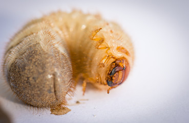 Mole cricket larva closeup. Home garden pest.