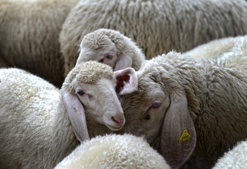 pecore ritratto macro fotografai allevamento pascolo 