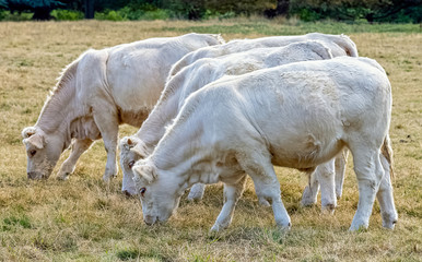 Charolais cattle - young bulls on British farm
