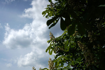 Chestnut tree that blooms in spring in Bavaria