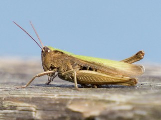 Grasshopper