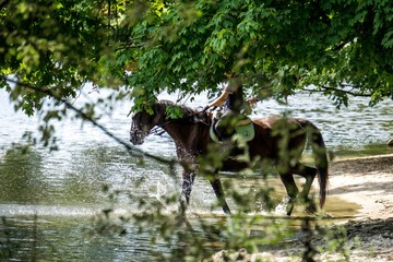 Horse having a bath © Sawomir