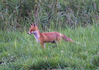 Fox looking somewhere