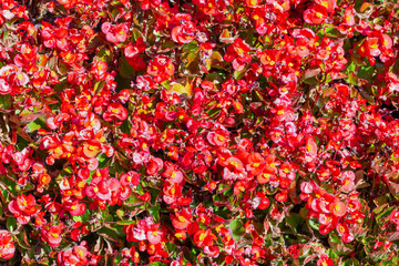 Red flowers background