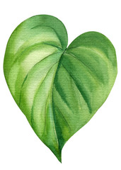Tropical leaf, Anthurium on an isolated white background. Jungle botanical watercolor illustration, floral elements.
