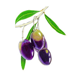 set of branch with purple olives and green leaves on a white background