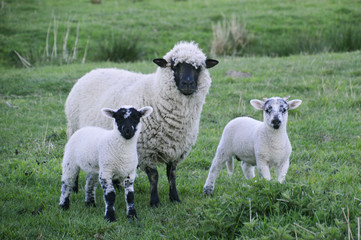 Schaf Familie auf einer Wiese