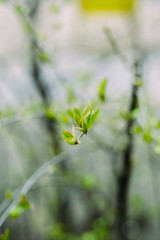 Branches. Green leaves. The first spring greens. Green foliage.
