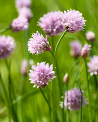 macro of chives
