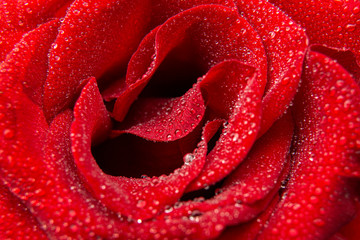 Rose with a drops of water / close-up / Top view of beautiful dark red rose / Rose background
