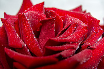 A close up of macro shot of a rose, valentines day concept or women holiday