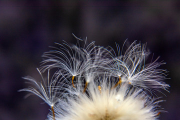 Dandelion seeds on dark background . Macro photo of nature. Copy space for text