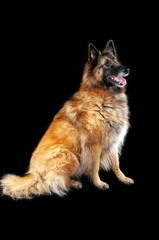 Belgian Shepherd Tervuren