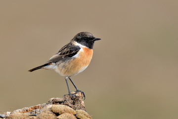 tarabilla posada en un tronco con musgo  (Saxicola rubicola) Casares Andalucía España	