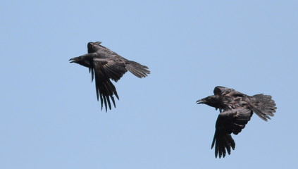 Raven in flight, Corvus corax, birds of Greenland