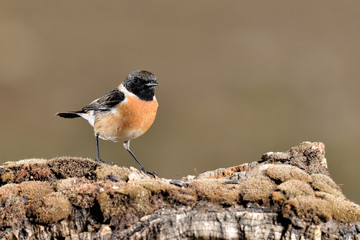 tarabilla europea posada en un troco con musgo (Saxicola rubicola) Casares Andalucía España	