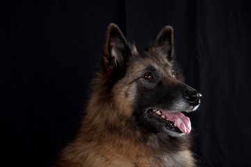 Belgian Shepherd Tervuren