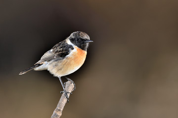 tarabilla macho en una rama con fondo oscuro (Saxicola rubicola) Casares Andalucía España	