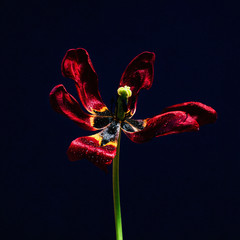 close up wilted red tulip on dark blue background isolated