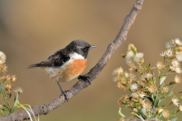 tarabilla europea macho posada en una rama (Saxicola rubicola) Casares Andalucía España	