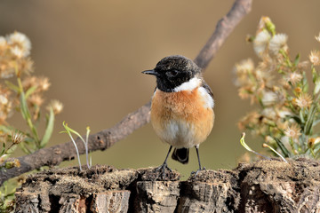 tarabilla macho en un tronco con musgo  (Saxicola rubicola) Casares Andalucía España	