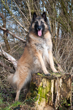 Belgian Shepherd Tervuren