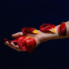 hand with red petals on dark blue background colourful