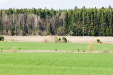 sown field and trees in april