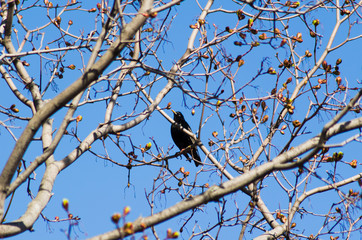 Starling on maple in april