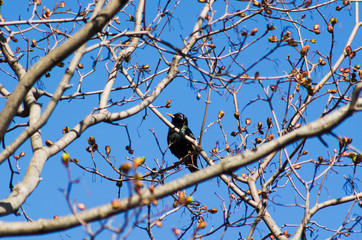 Starling on maple in april