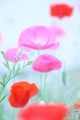 Obraz premium ポピー