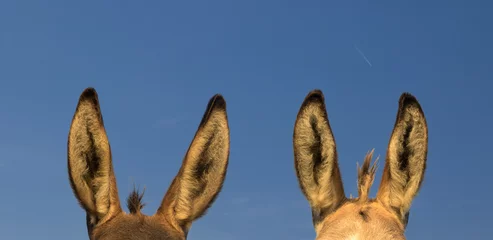 Rolgordijnen Two pairs of donkey ears and over  blue sky © Geza Farkas