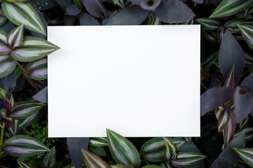 White paper card on green leaf nature for mockup design text advertising.
