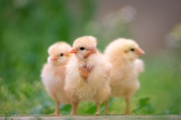 Fototapeta premium Group of funny baby chicks on the farm