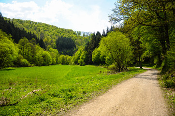 Fototapeta na wymiar Beautiful view of a dirt road in the park overgrown with plants and deciduous trees on a summer sunny day.