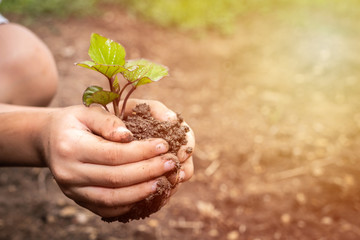 Human hand holding small tree with sunlight in nature. Little boy hands holding young tree.