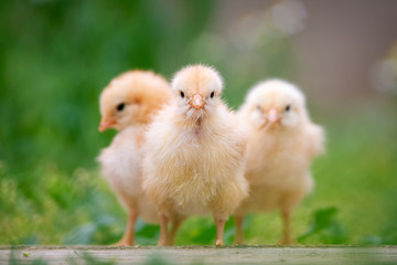 Group of funny baby chicks on the farm