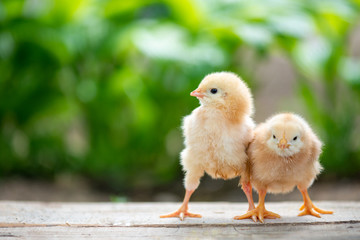 Group of funny baby chicks on the farm
