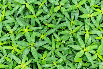 Fototapeta premium Top view green leaf square frame. Dew on green leaves background or the natural texture.
