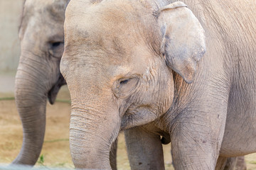 portrait of the face of an elephant