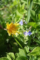Taraxacum officinale. Medicinal dandelion. Common dandelion. Field Dandelion.