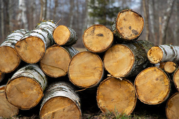 Fototapeta premium deforestation process felling of trees in wood land natural space ecology problem concept