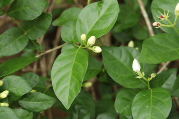 small jasmine flower in the garden