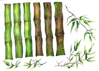 Watercolor hand drawn bamboo set isolated on white background. Botanical illustration. Bamboo watercolor collection. Bamboo elements. 