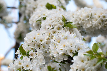 fleur blanche en printemps