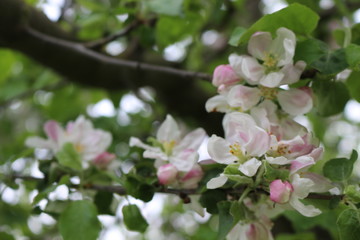 Delicate pink flowers bloomed on an apple tree in spring.