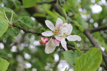 Delicate pink flowers bloomed on an apple tree in spring.