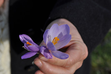 Female hand with a crocus flower